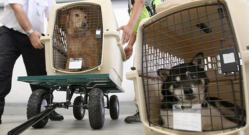 宠物航空托运安全和舒适是我们的